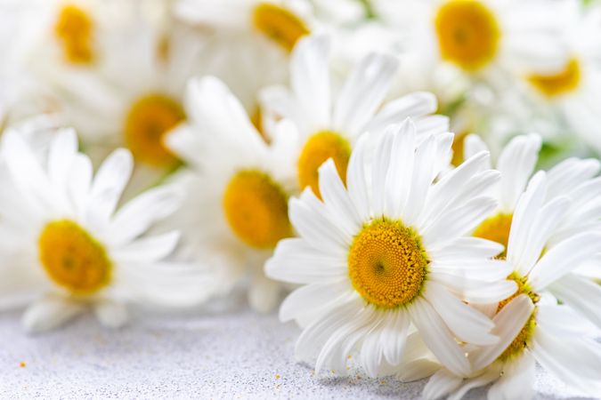 Close up of spring daisy flowers scattered on counter