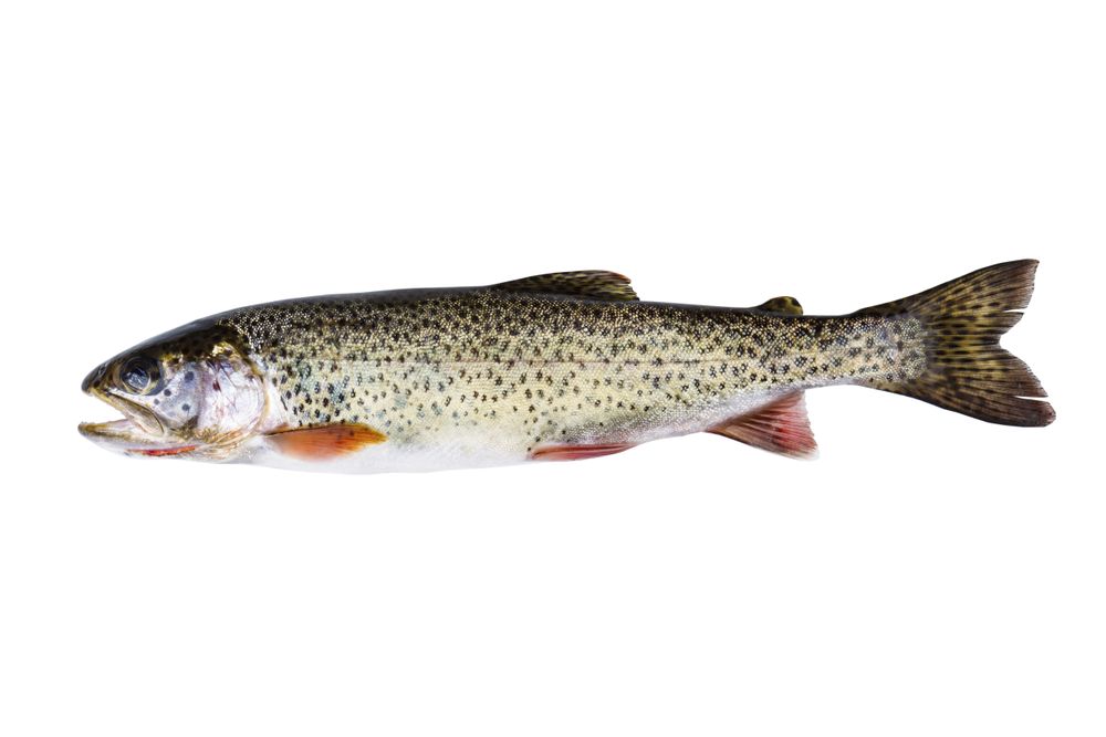 Cutthroat Trout in Perfect Condition on plain background