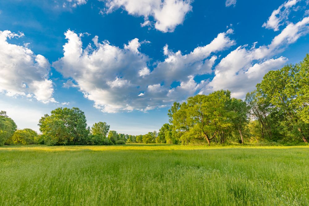 Field on a sunny day with blue sky