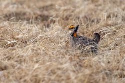 Prairie Chicken displays on the booming grounds at Hamden Slough National Wildlife Refuge in Hamden Township, Minnesota
