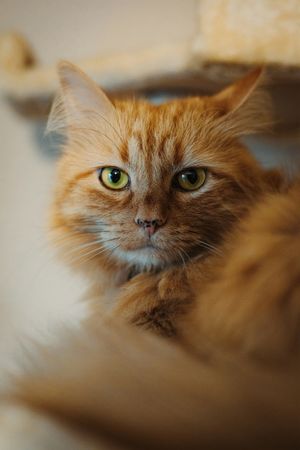 Close-up Portrait of Fluffy Orange Ginger Cat