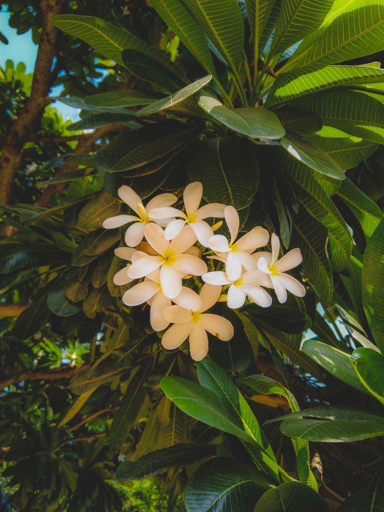 Frangipani in bloom on tree