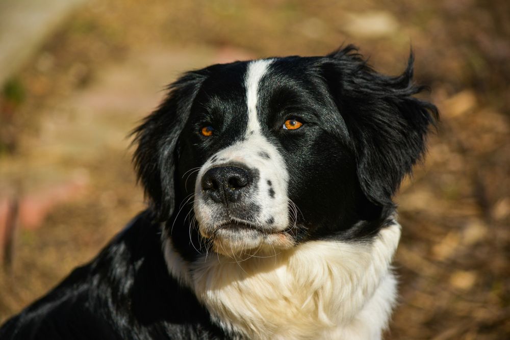 Border Collie Dog