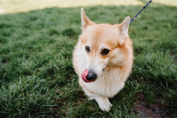 Brown corgi puppy on green grass
