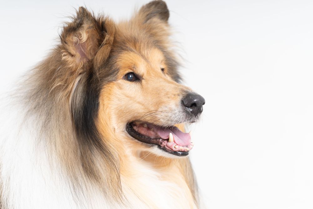 Beautiful Scottish shepherd with copy space