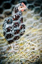 Speckled Sussex chicken behind wire fence