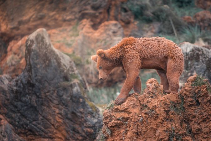 Brown bear walking in rocky terrain