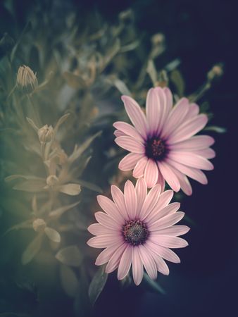 Potted plant with pink flowers