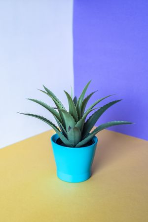 Aloe vera plant in a multicolor background