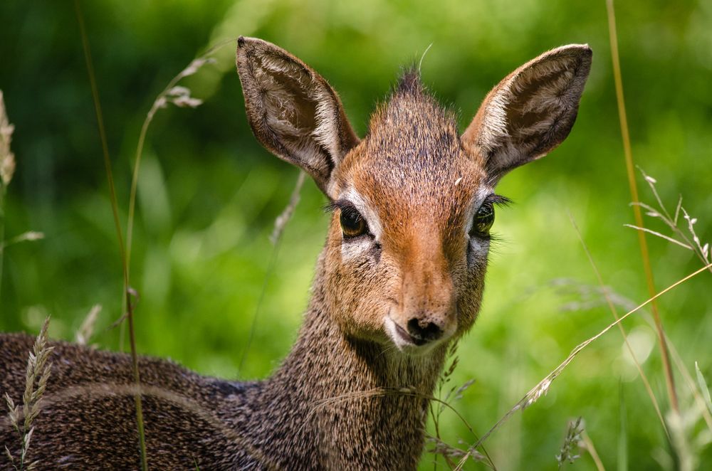 Portrait of antelope