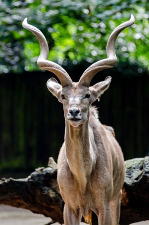 Portrait of greater kudu