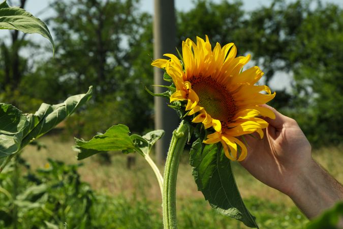 Male hand holds sunflower. Agriculture. Harvest. Farming