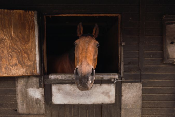 Brown horse in wooden stable