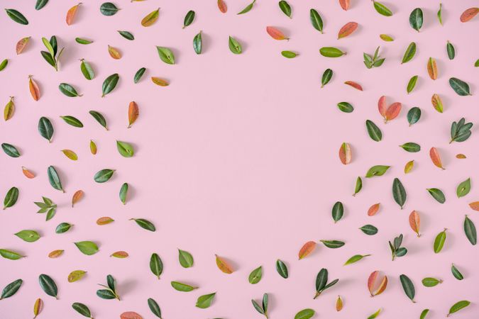 Green and orange leaves with circle on pink background
