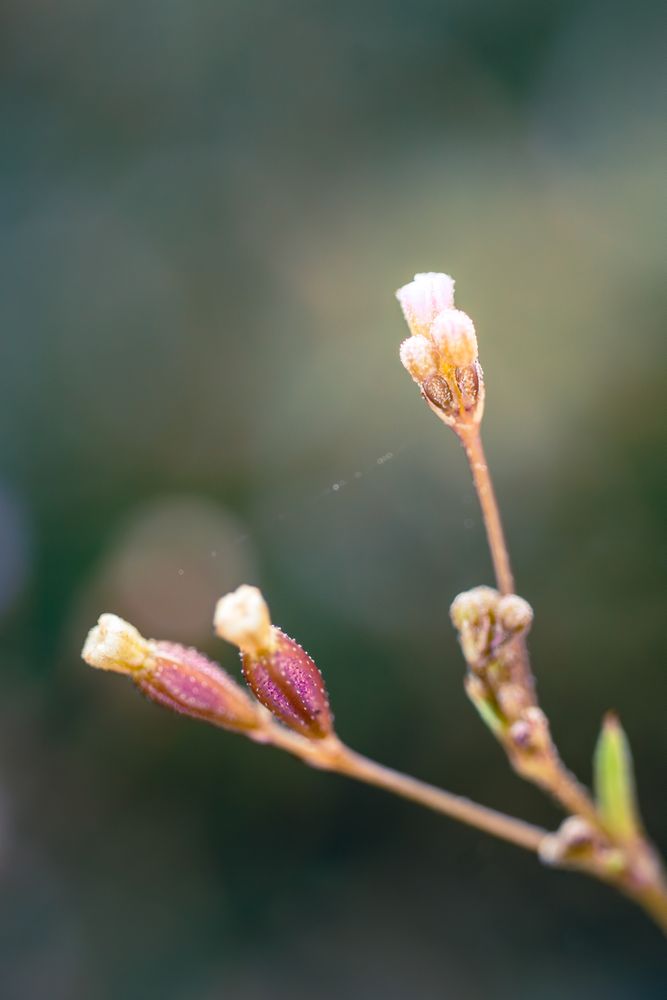 the delicate beauty of a grass flower, showcasing its slender, feathery petals and intricate structure