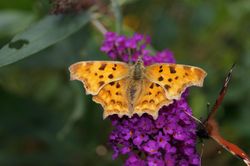 Brown butterfly on purple flower