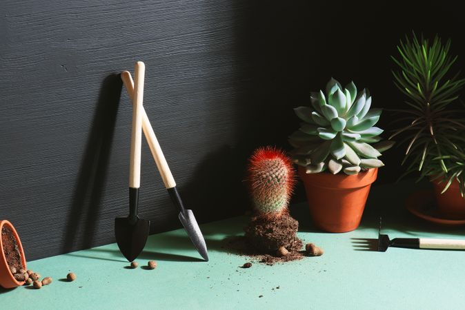Indoor succulents with tools for potting plants