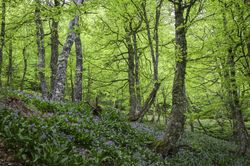 Spring forest with flowers