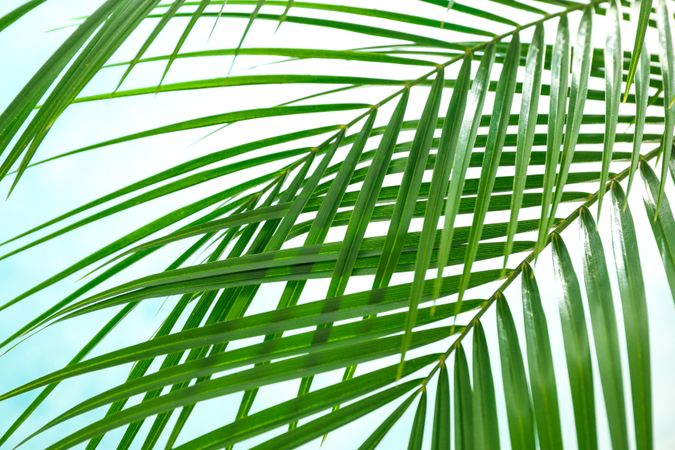 Beautiful palm leaves on light background, closeup. Exotic plant