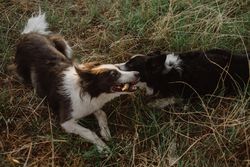 Border Collie dogs having fun together during stick game on dry grass in countryside