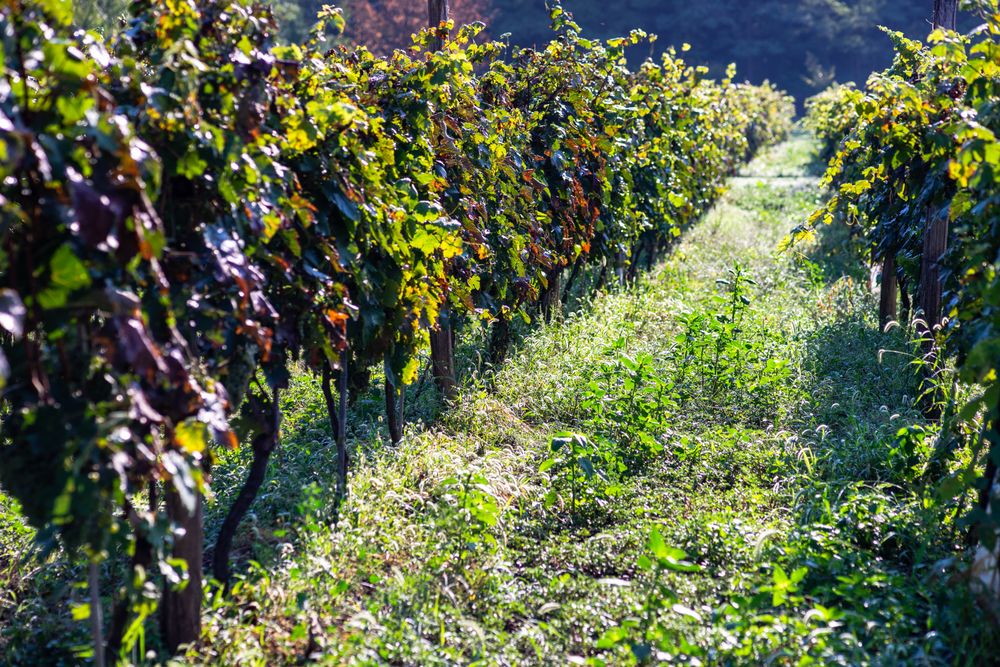 Sunny vineyard in Lopota