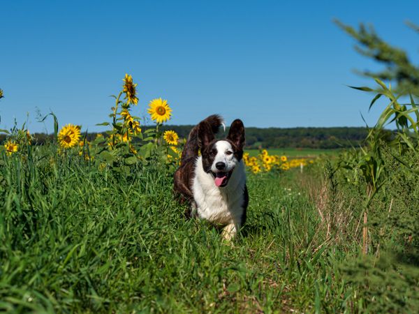 Corgi dog playing in a field of yellow sunflowers