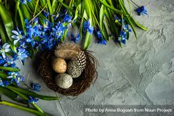 Spring floral card concept with scilla flowers with nest with eggs 4ZeeAN