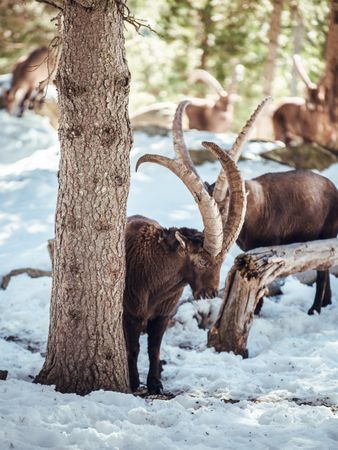 Wild goats pasturing near tree between snow