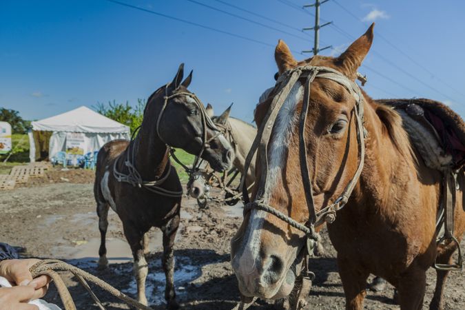Horses on barnyard