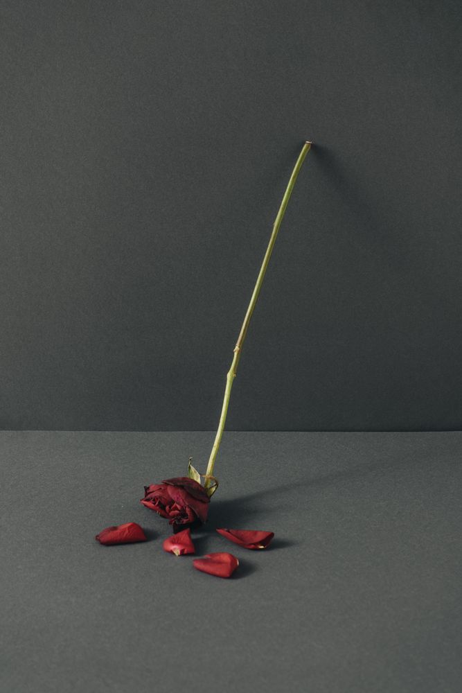 Dry rose flower and petals leaning on gray background
