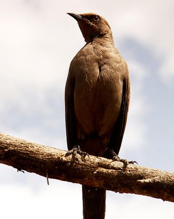 Brown bird on brown tree branch in Tarangire, Tanzania