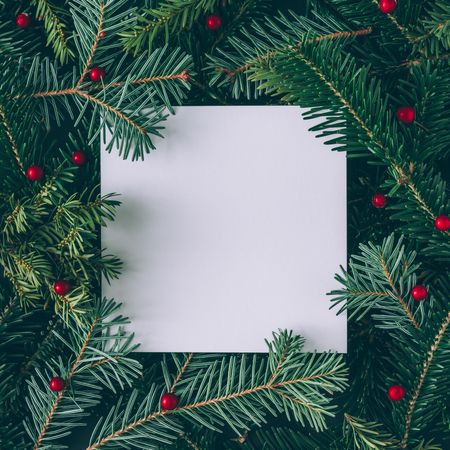 Christmas pine tree and holly branches with paper card