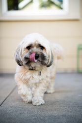 Shih-tzu dog