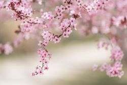 Blooming cherry tree branch in countryside