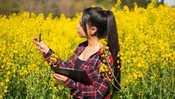 Agricultural technical engineer inspecting a rapeseed agricultural field