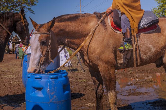 Horse drinking water from plastic bowl at barnyard