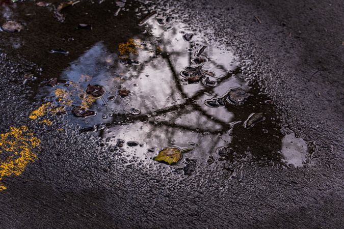 Reflex of the tree in park puddle