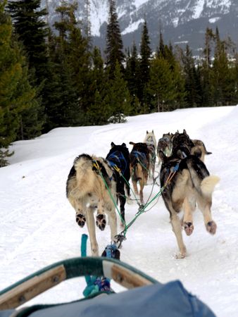 Frozen Journey: Dog Sledding in Snowy Landscape