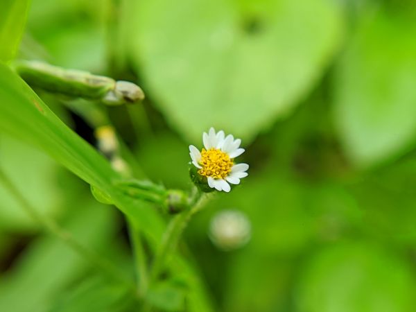 beautiful flower in nature