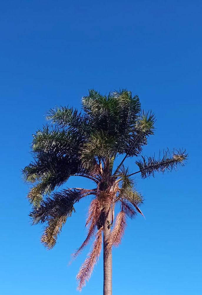 palm tree in the summer