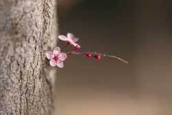 Blooming cherry tree branch