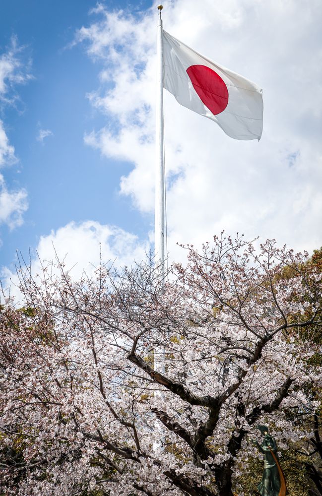 Japanese flag installed beside cherry blossom tree