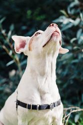 Dog with light fur sitting outside with its head lifted up