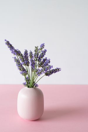 Vase of lavender flower in a pink