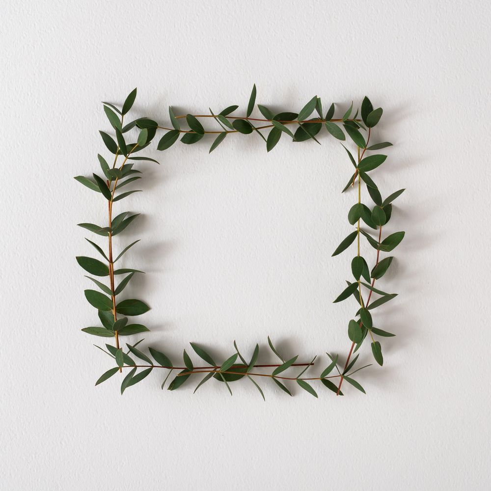Eucalyptus leaves frame on light background