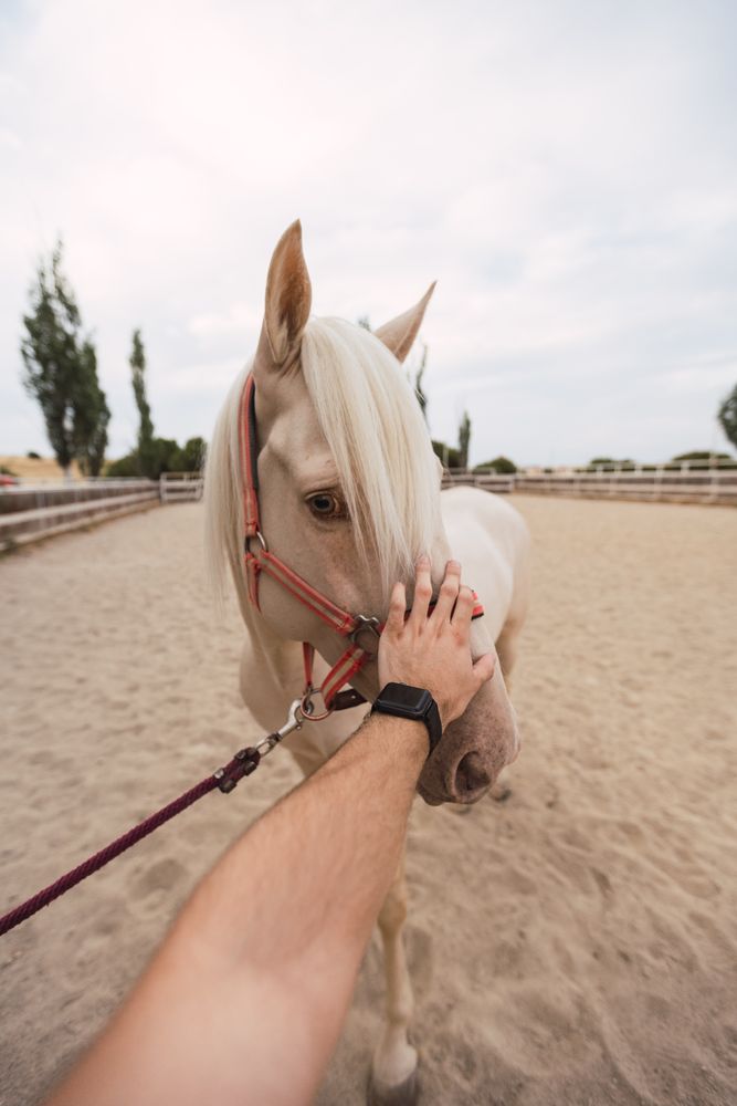 Man petting nose of horse at paddock