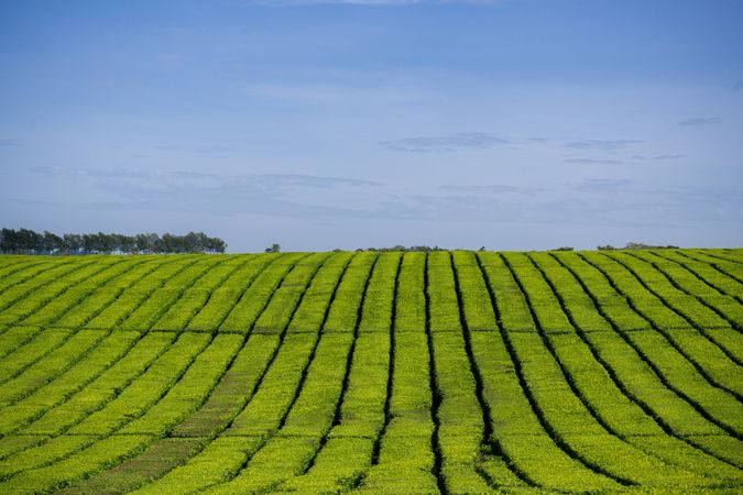Green Tea Leaves Plants Vegetations Farm Field Meadows Kericho Kiambu Kenya