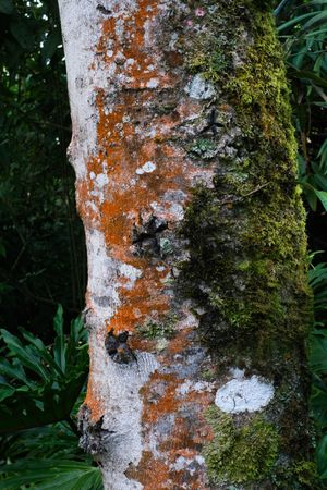 Moss tree