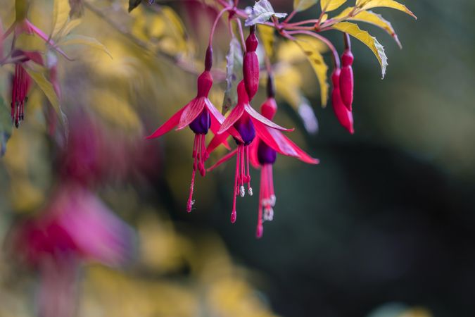 Fuchsia flowers hanging in the wild