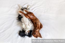 Top view of two cavalier spaniels  lying next to each other on bed 5nZzn5